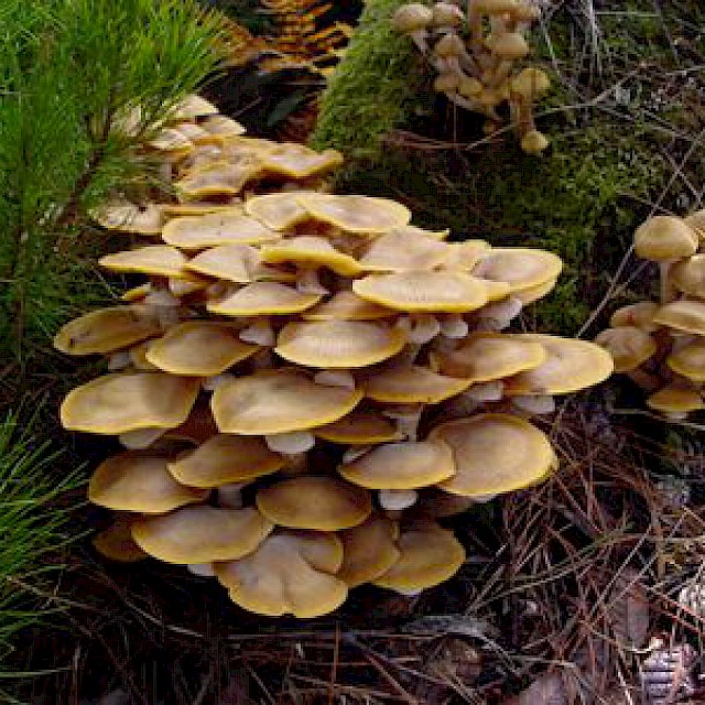 Armillariella mellea, honey mushroom gallery image