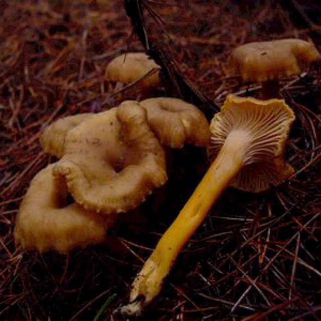 Cantharellus tubaeformis, winter chanterelle or yellow-foot gallery image