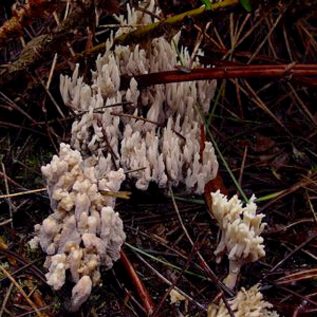 Clavulina cristata, crested coral gallery image