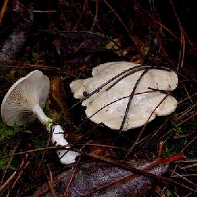 Clitopilus prunulus, sweetbread mushroom gallery image