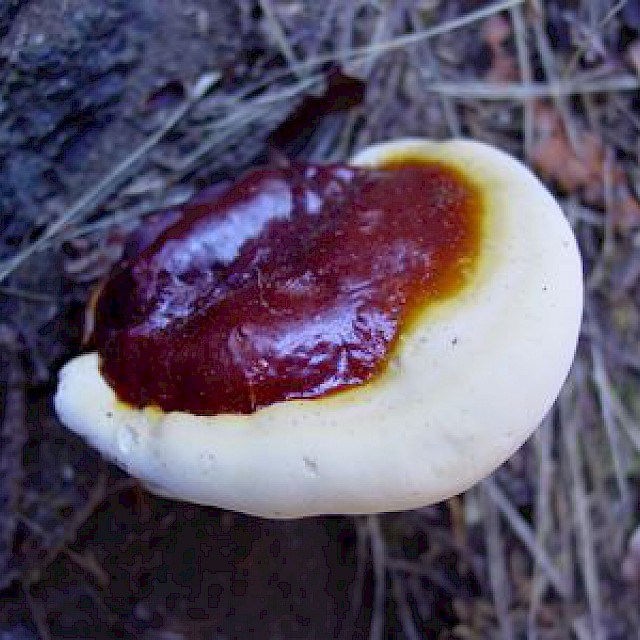 Fomitopsis pinicola, red-belted conk gallery image