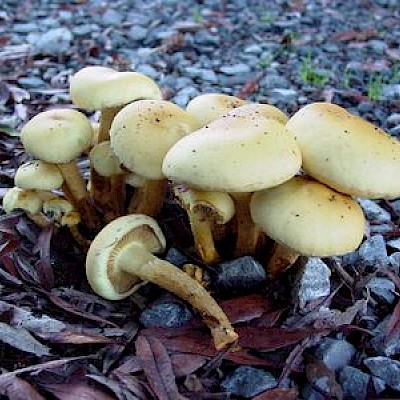 Wild Mushrooms - Photo Galleries - MCBG Corp. 2024 | Fort Bragg, California