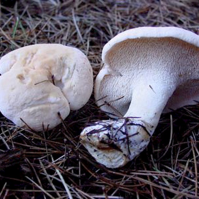 Hydnum repandum, hedgehog mushroom gallery image