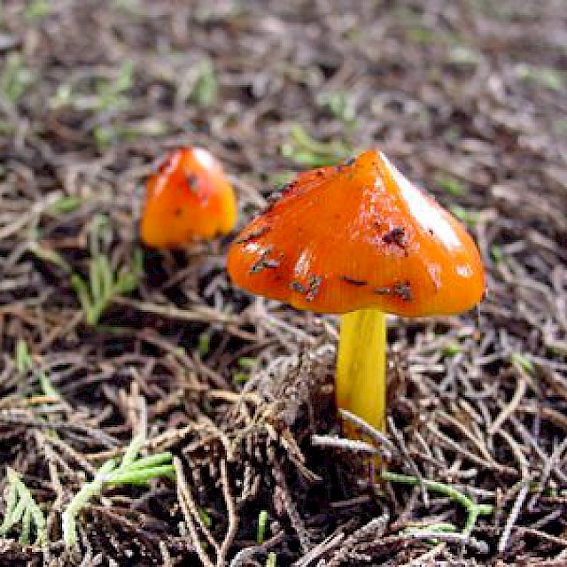 Hygrocybe conica, witch