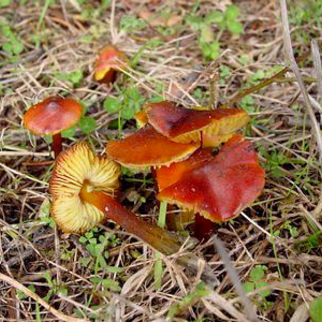 Hygrocybe marchii, waxy cap gallery image