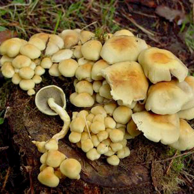 Hypholoma fasciculare, sulphur tuft gallery image