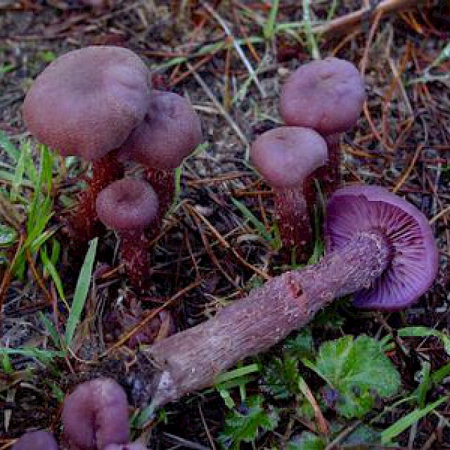 Laccaria amethysteo-occidentalis, amethyst laccaria gallery image
