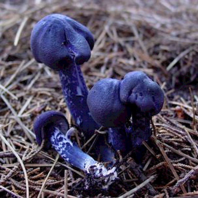 Leptonia carnea, violet-black leptonia gallery image
