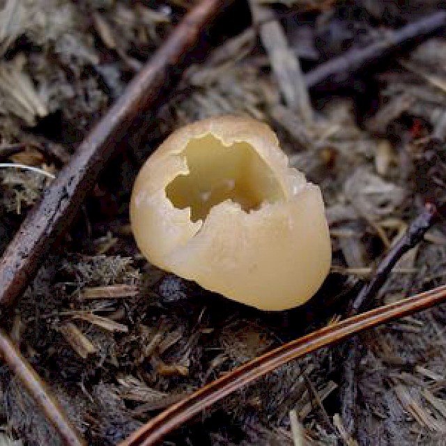 Peziza vesiculosa, common dung cup gallery image