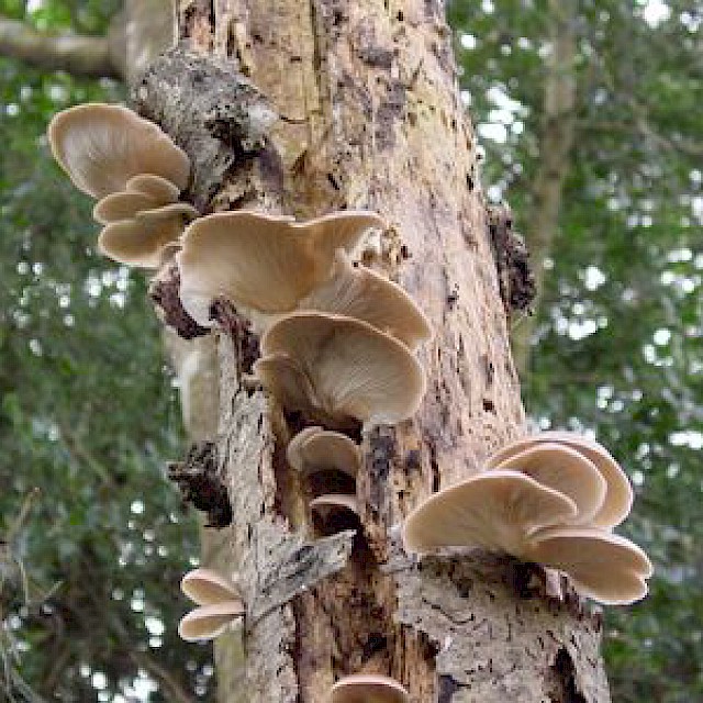Pleurotus ostreatus, oyster mushroom gallery image
