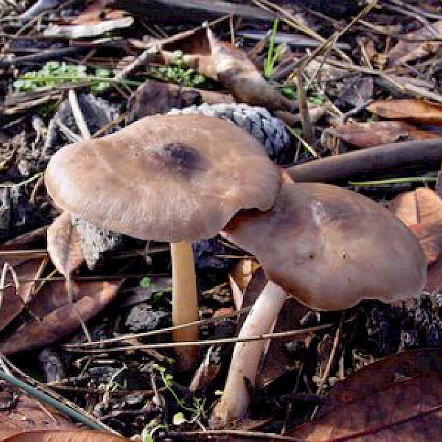 Pluteus cervinus, deer mushroom gallery image
