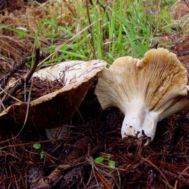 Russula brevipes, short-stemmed russula gallery image