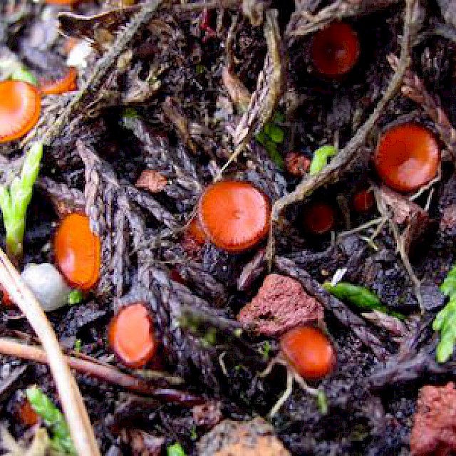 Scutellinia scutellata, eyelash cup fungus gallery image