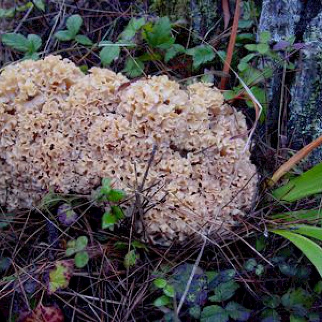 Sparassis crispa, cauliflower mushroom gallery image