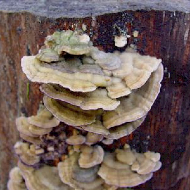Trichaptum abietinum, violet-pored bracket fungus gallery image