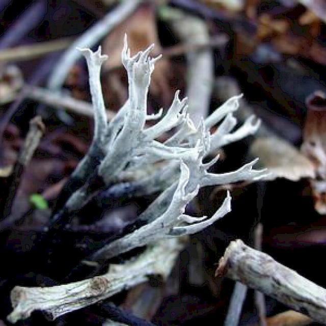 Xylaria hypoxylon, candlesnuff fungus gallery image