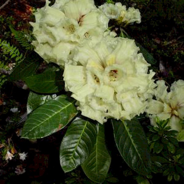 Rhododendron macabeanum gallery image