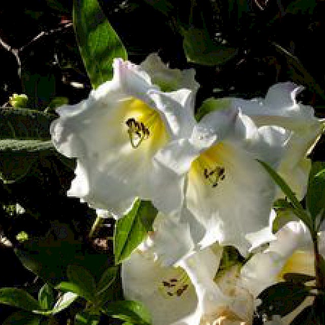 Rhododendron nutallii x lindleyi gallery image