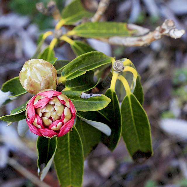 Rhododendron arboreu 