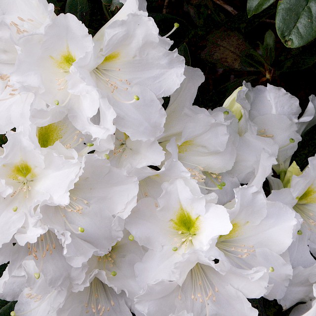 Rhododendron lyi gallery image