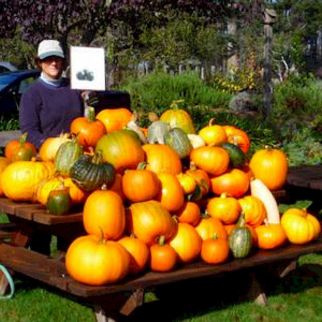 Pumpkin harvest gallery image
