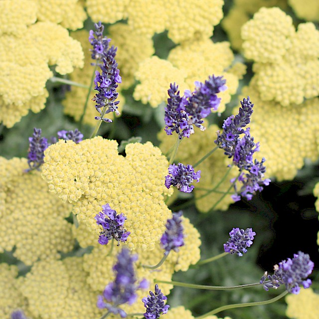 Medicinal herbs - lavender and yarrow gallery image
