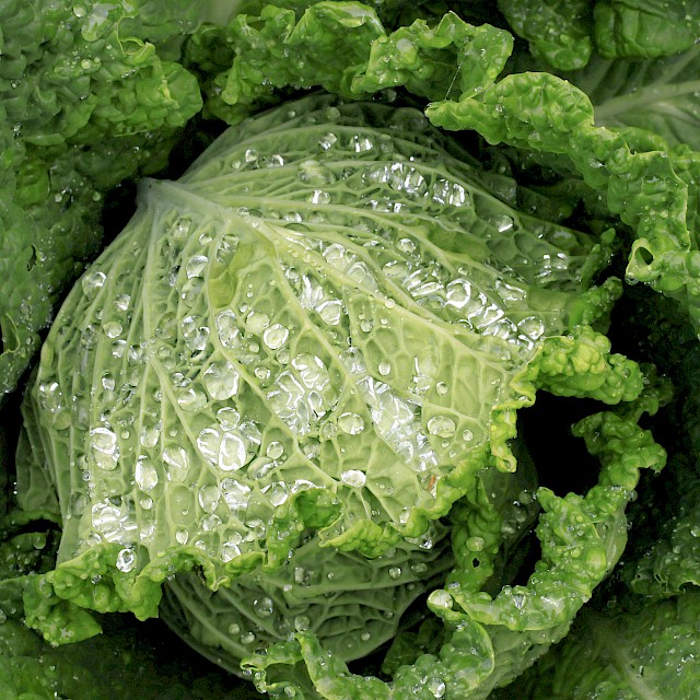 Savoy cabbage gallery image