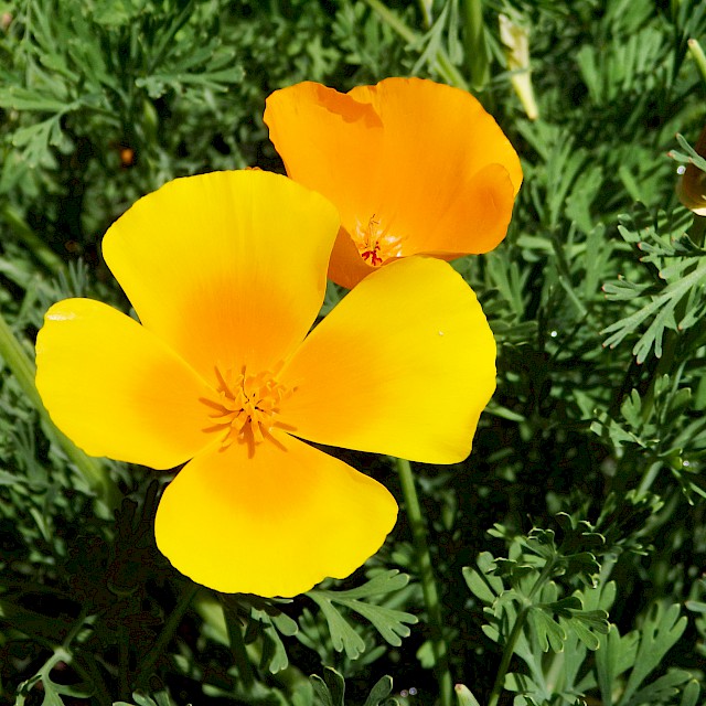 Eschscholzia californica | California Poppy gallery image
