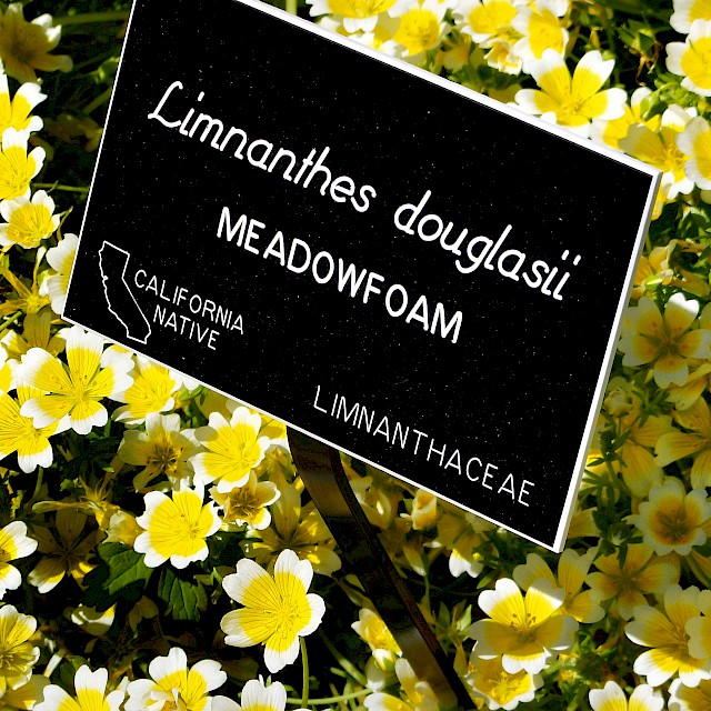 Limnanthes douglasii | Meadowfoam gallery image