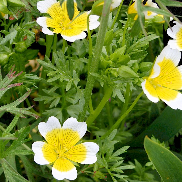 Limnanthes douglasii | Meadowfoam gallery image