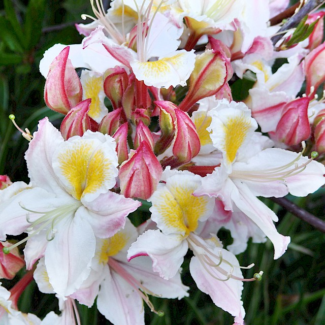Rhododendron occidentale | Western Azalea gallery image
