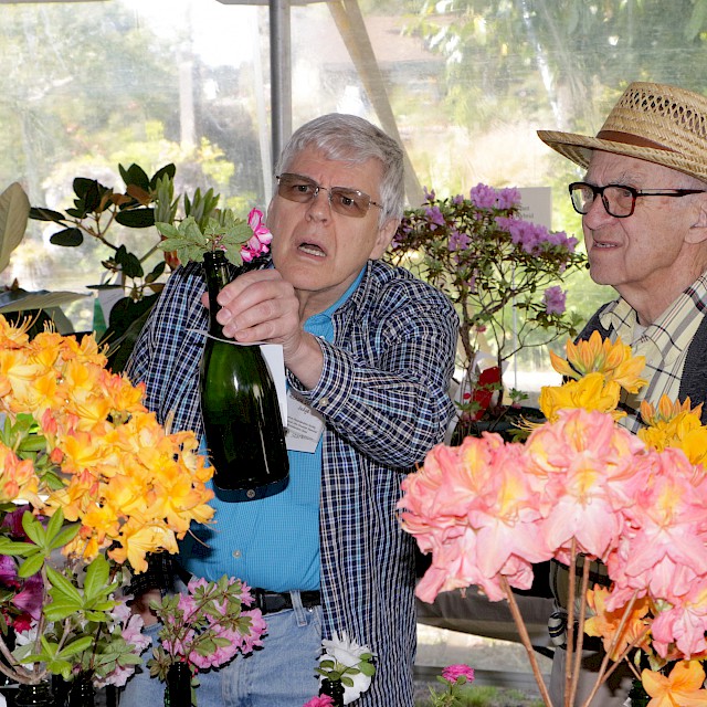Judges Richard & Parker | Photo by Dick Jones, Noyo Chapter American Rhododendron Society gallery image