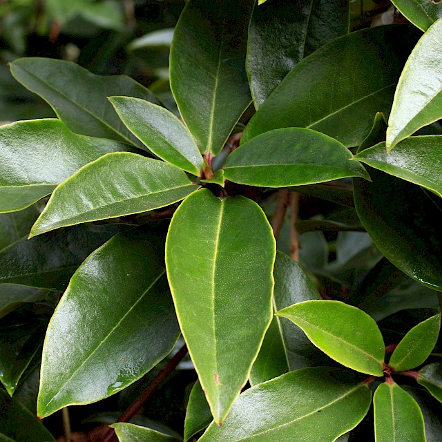 Rhododendron leaves line the pathways gallery image