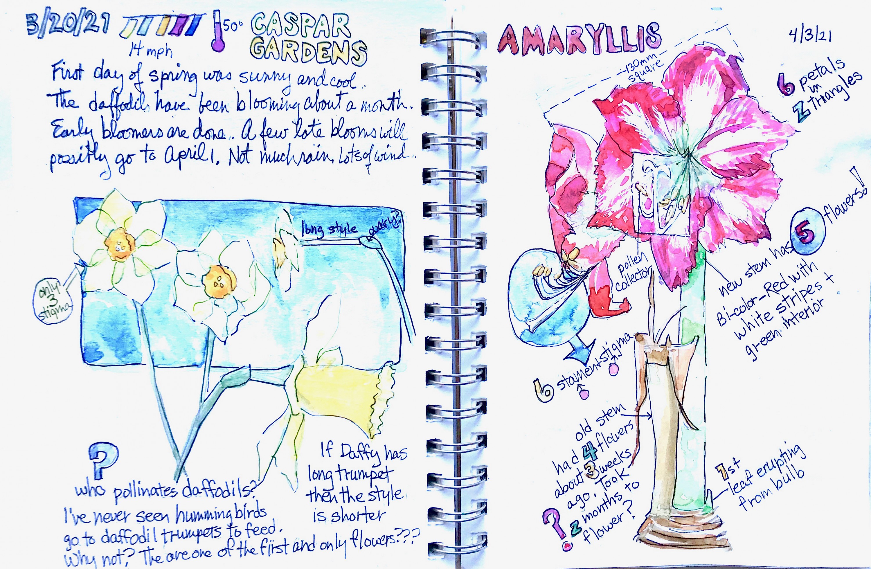 A Nature Art Journal: What's in your nature journal bag…
